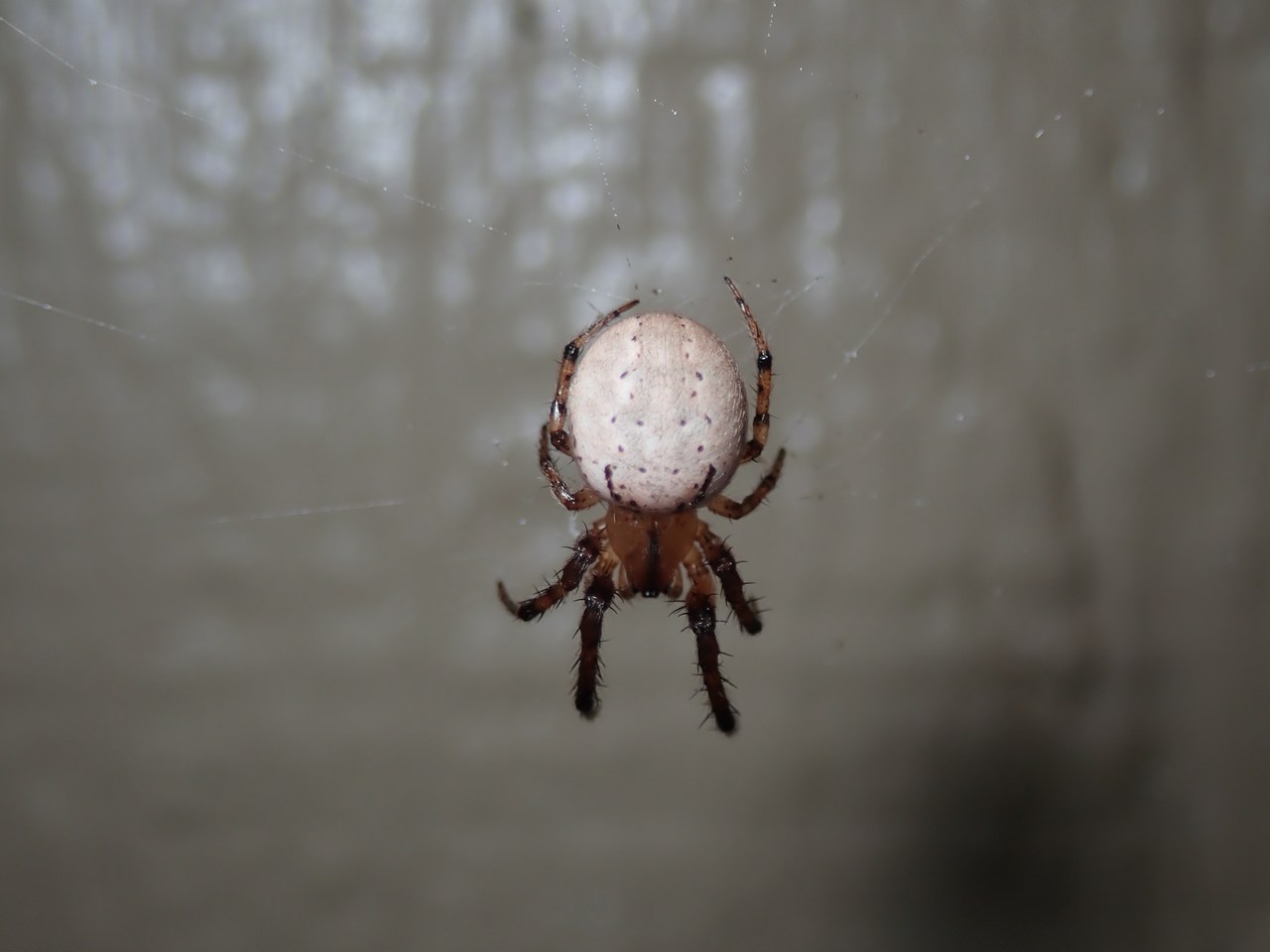 Metazygia zilloides Metazygia zilloides